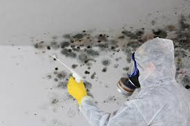 Reliable Halfway House, PA Mold Remediation Solutions